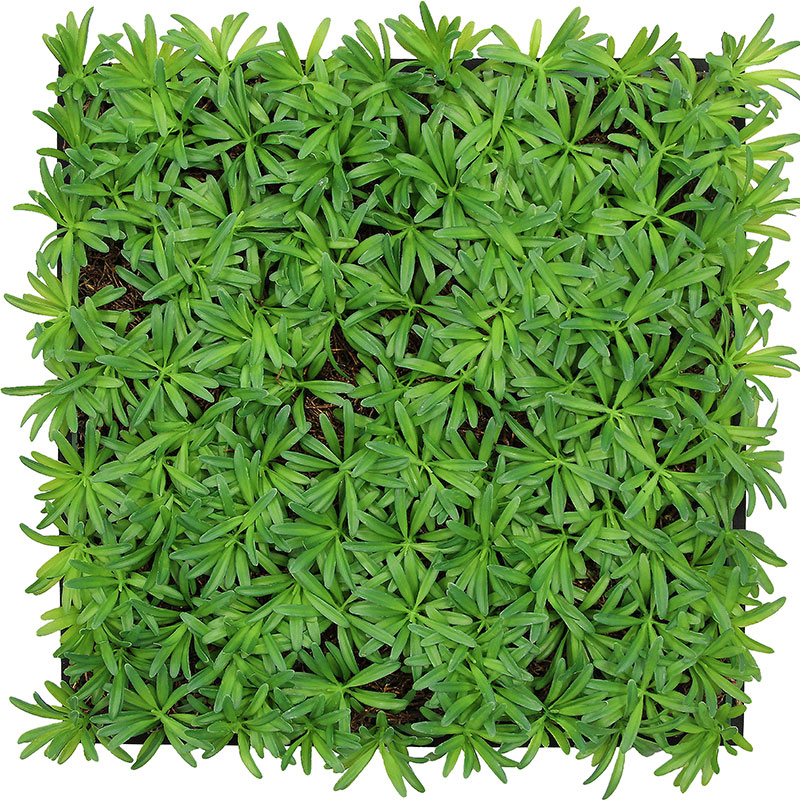 Panel acústico modular JANGAL de 520 x 520 x 50 mm, fabricado con fibra vegetal natural de árbol de té Podocarpus.