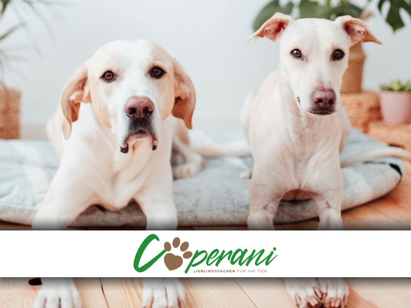Coperani, dos perros sobre una manta