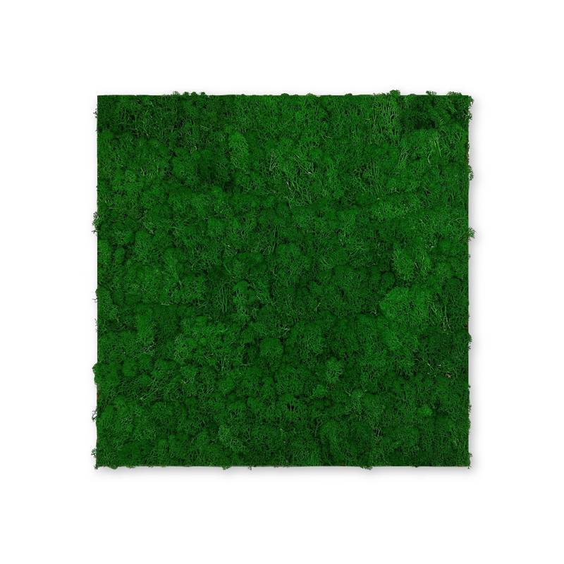 Panel acústico modular JANGAL de 520 x 520 x 40 mm, musgo verde natural, pared vegetal de musgo real
