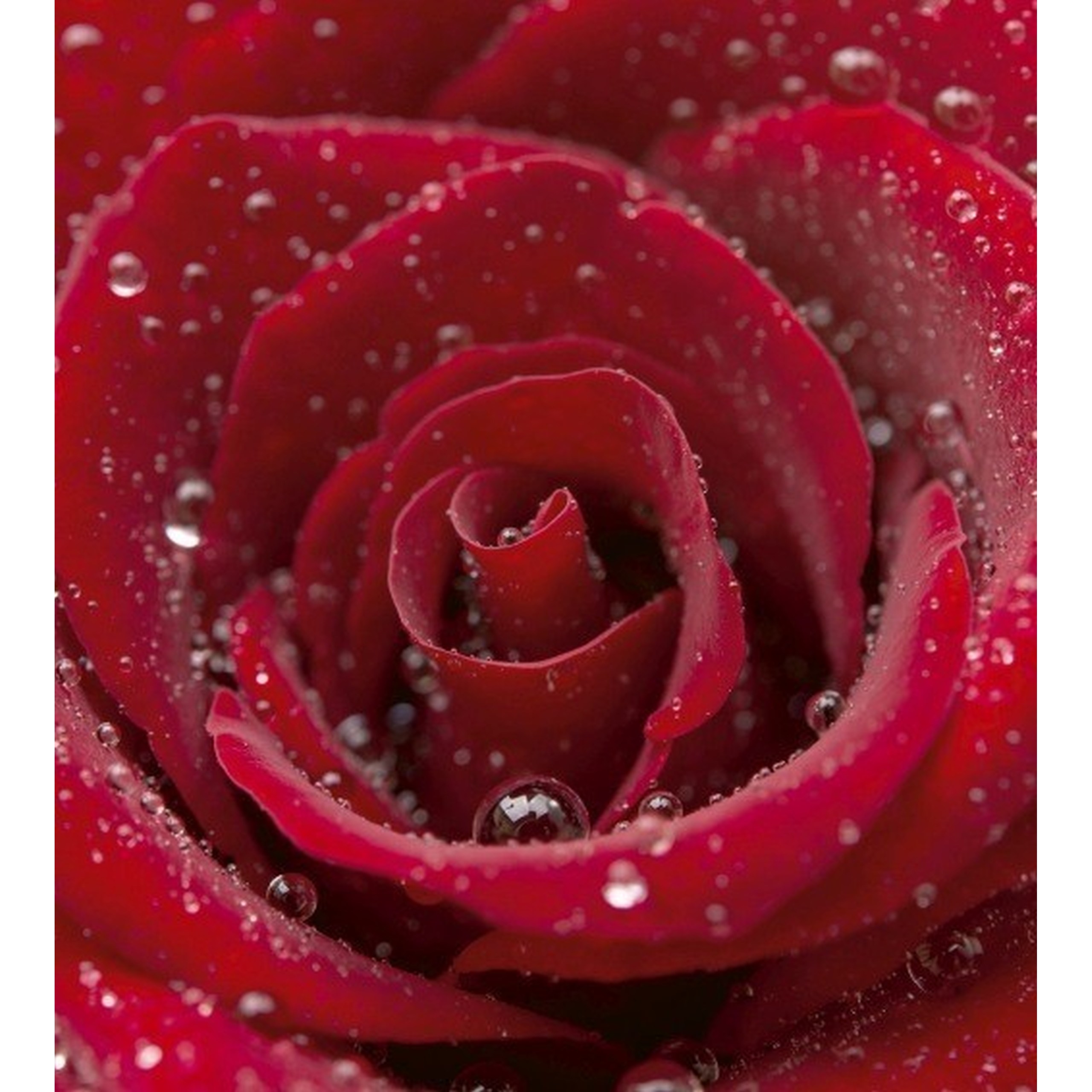 Dimex Línea Dimex MS-3-0138 Fotomural Tejido no tejido Varios tamaños Bosque y plantas Rojo