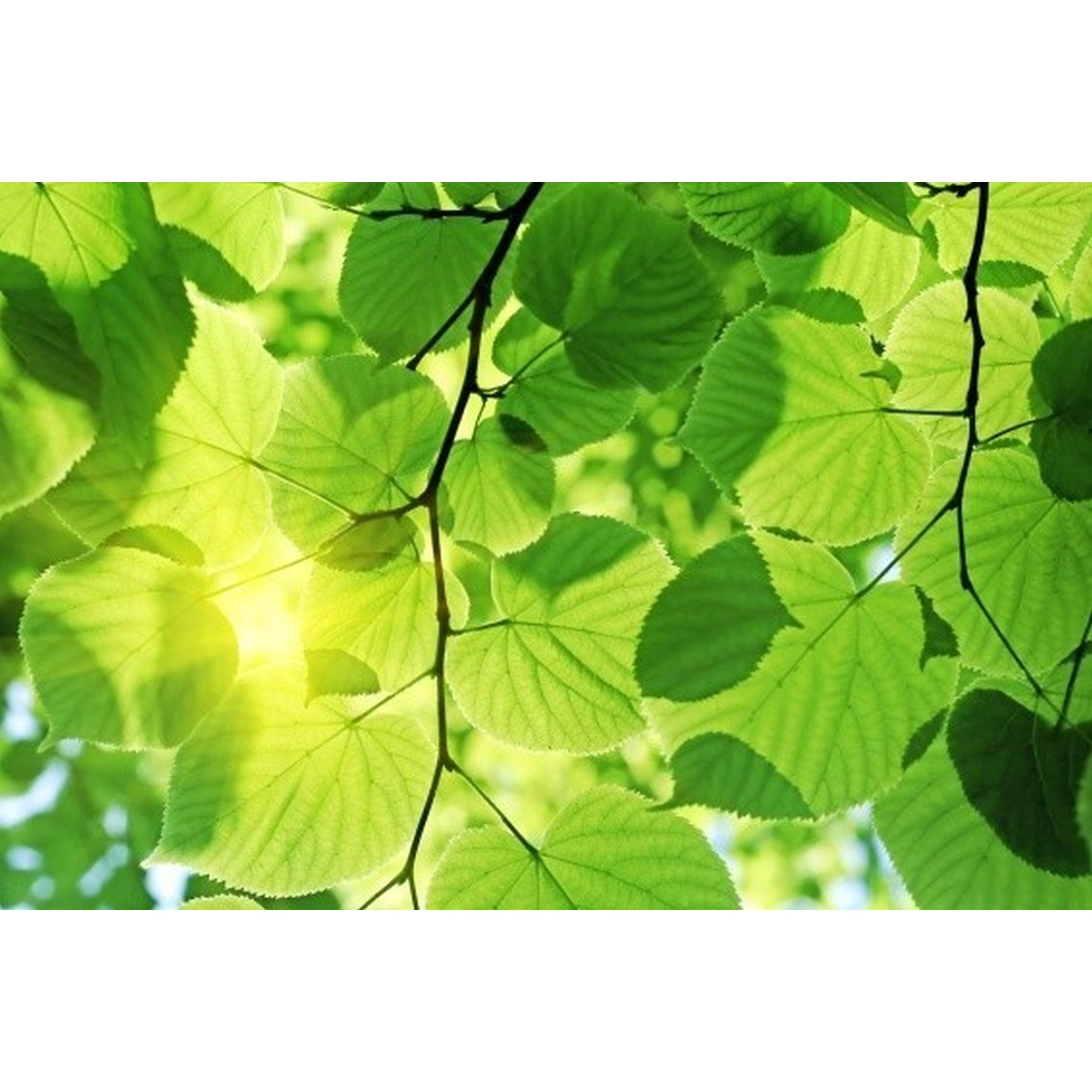 Dimex Línea Dimex MS-2-0107 Fotomural Tejido no tejido Varios tamaños Bosque y plantas Verde