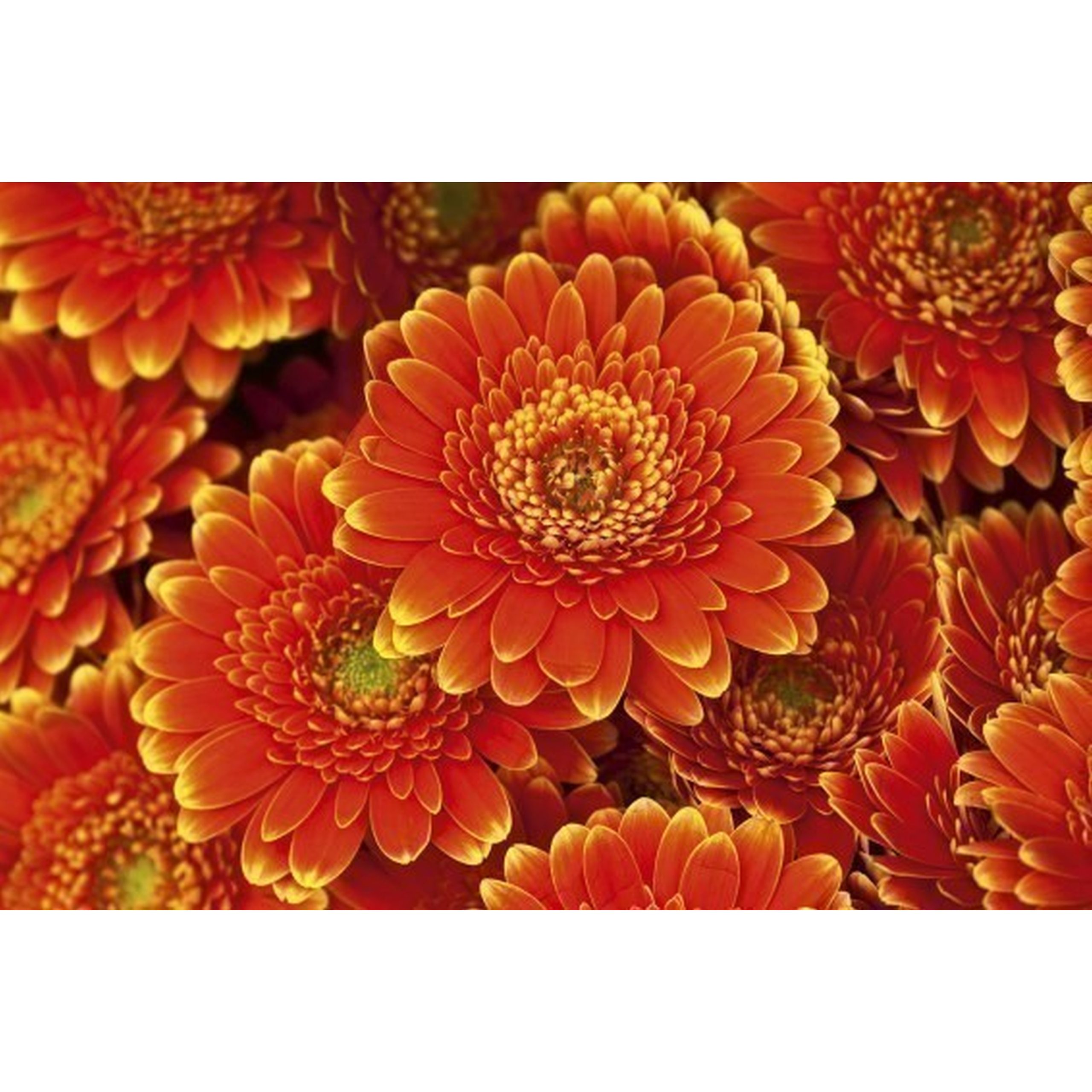 Dimex Línea Dimex MS-2-0131 Fotomural Tejido no tejido Varios tamaños Bosque y plantas Rojo