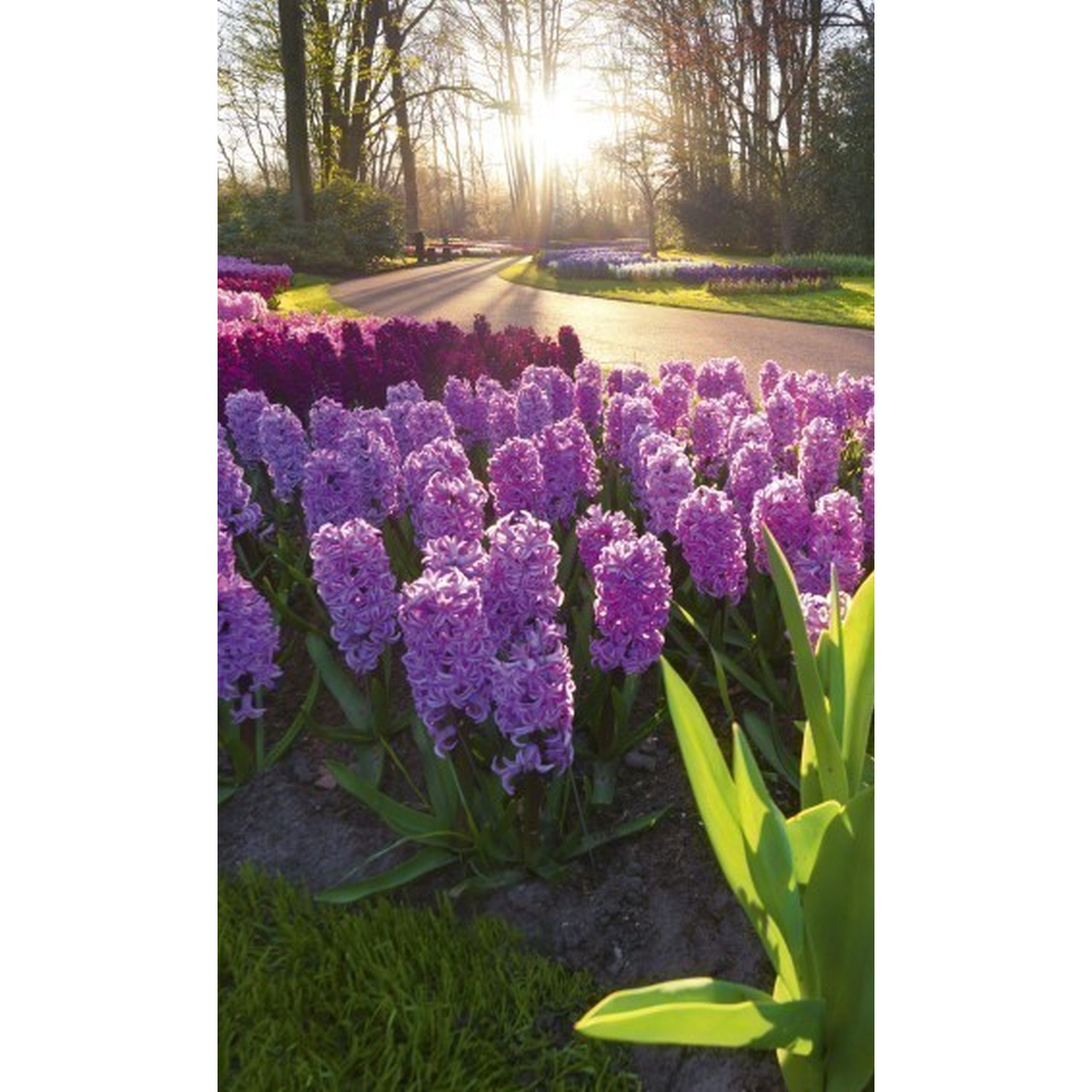 Dimex Línea Dimex MS-2-0068 Fotomural Tejido no tejido Varios tamaños Bosque y plantas Morado